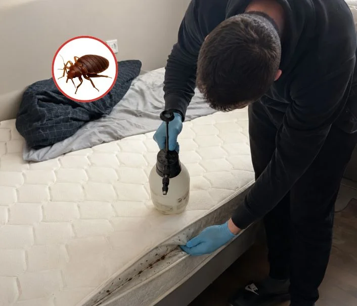 Technicien traitant un matelas contre les punaises de lit à Toussus-le-Noble